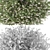 Willow Tree Model | Salix integra 'Hakuro Nishiki' 3D model small image 2