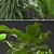 Exotic Plant Collection: Schefflera, Alocasia, Ficus, Areca Palm 3D model small image 2