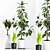 Elegant Indoor Plants Set 3D model small image 1