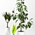 Elegant Indoor Plants Set 3D model small image 2