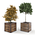 Boxed Wood Trees: Natural Greenery 3D model small image 1