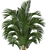 Tropical Oasis Collection: Howea forsteriana 3D model small image 2