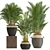 Tropical Palm Collection | Howea Forsteriana 3D model small image 1