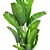 Ravenala Madagascarensis: Exotic Banana Palm 3D model small image 2