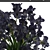 Midnight Blooms: Black Iris Collection 3D model small image 2