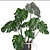 Exquisite Indoor Collection: Monstera, Ficus Robusta & More 3D model small image 2