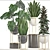 Exquisite Indoor Collection: Monstera, Ficus Robusta & More 3D model small image 3