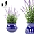 Oakgrass Salvia Flowers in Pot | Caradonna Variety 3D model small image 1