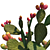 Prickly Pear Cactus / Garden Delight 3D model small image 3