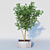 Elegant Osmanthus Tree: 3Dmax Corona 3D model small image 1