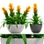 Exotic Bromelia Collection: Decorative Indoor & Office Plants 3D model small image 1