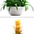 Exotic Bromelia Collection: Decorative Indoor & Office Plants 3D model small image 2