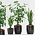 Stunning Plant Trio with Elegant Pot 3D model small image 1