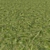 Corona Grass 2: Realistic 3D Scans 3D model small image 1