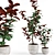 Ficus: Vibrant Indoor Plant 3D model small image 1