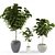 Ficus Lyrata: Stunning 3 Sezi 3D model small image 1