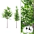 Fresh & Green Young Trees 3D model small image 1