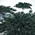 Juniperus Blue Chip - Various Sizes 3D model small image 3