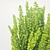 Erecta Berberis Thunbergii: Precision-Crafted Foliage 3D model small image 3