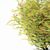 Rowberry Rowan Bush | Sorbaria Sorbifolia: Lifelike Plant Replica 3D model small image 3