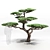 Mountain Pine: Decorative and Exquisite 3D model small image 1