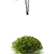 Hawthorn Plow | Crataegus Persimilis 3D model small image 3