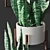 Sansevieria Plant Replica 3D model small image 2