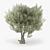 Olea Europaea 3D Model Bundle 3D model small image 2