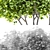 Beautiful Catalpa Bignonioides Tree 3D model small image 2