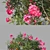 Mediterranean Oleander: Realistic Plant Model 3D model small image 3