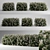 Fragrant Evergreen Choisya Hedge 3D model small image 1