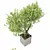 Exquisite Potted Greenery 3D model small image 3