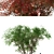 Japanese Maple Season 2: Exquisite Acer Palmatum Tree 3D model small image 2