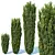 Fastigiata Robusta Taxus Baccata: Height-Optimized Evergreen 3D model small image 1