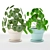 Pilea Perperomioides: Modern Minimalist Plant 3D model small image 1