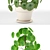 Pilea Perperomioides: Modern Minimalist Plant 3D model small image 2