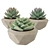 3D Succulent Plant Set 3D model small image 1