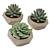 3D Succulent Plant Set 3D model small image 2