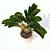 Tropical Strelitzia Nicolai: Exotic Garden Ornamental 3D model small image 3