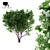 Cherry Maack Tree | Prunus Maackii 3D model small image 1