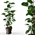 Detailed Ficus Elastica Model 3D model small image 1