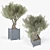 Elegant Olea Europaea 3D Model 3D model small image 1