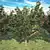 Title: Exquisite Rowan Tree: Bring Nature Home 3D model small image 2