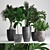 Exotic Plant Collection: Palms, Ficus, Hovea 3D model small image 1