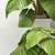 Lush Tropical Philodendron Plant 3D model small image 2