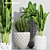 Stylish Plant Set - 3 Pieces 3D model small image 1