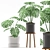  Monstera Duo in Black & Grey Pot 3D model small image 1