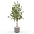 Stunning Ficus Plant: Ficus_002 3D model small image 1