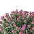 Spirea Japonica Collection: Varied Sizes 3D model small image 2