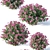Spirea Japonica Collection: Varied Sizes 3D model small image 3